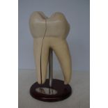 Dentist model tooth sectional Height 32 cm