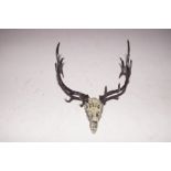 Fred Boyer signed bronze Deer skull & antler Length 15 cm