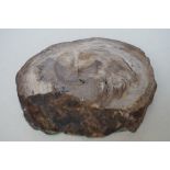 Fossilised tree slice, good bark formation see pho