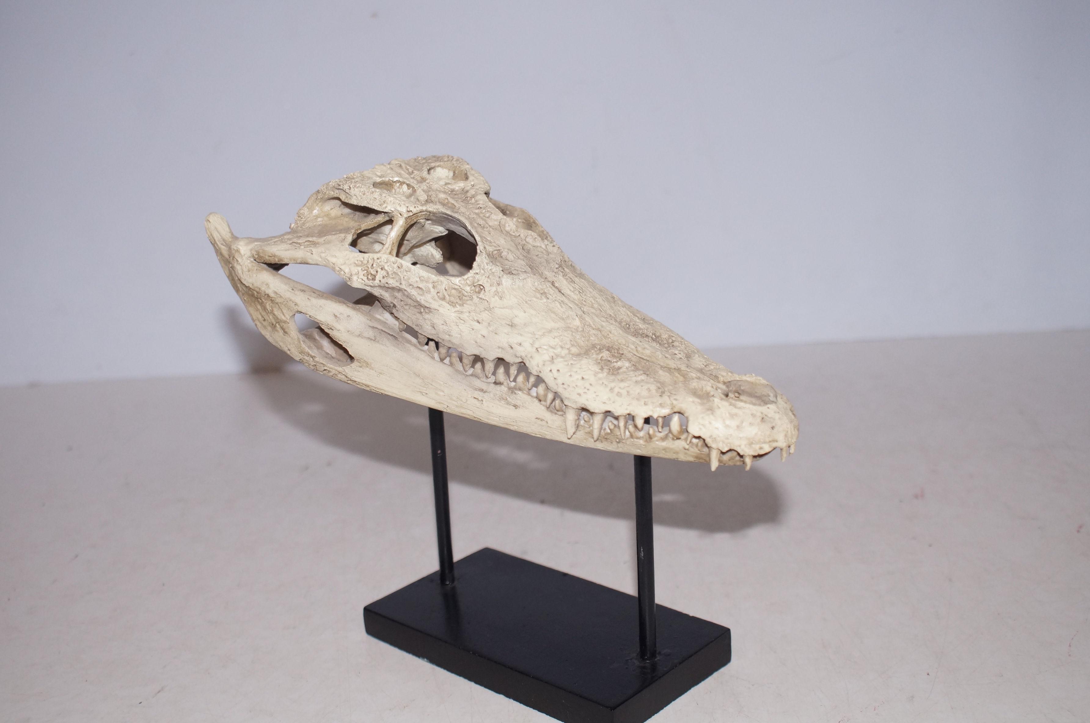 Resin model of a alligator skull length 23 cm