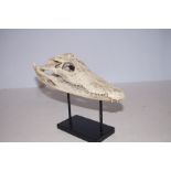 Resin model of a alligator skull length 23 cm