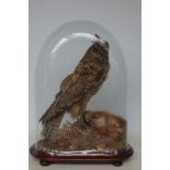 Early 20th century taxidermy owl with red squirrel