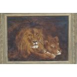 Framed oil on canvas lion's signed S.Batimo 1906. 86 x 68 including frame