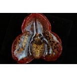 Boxed coated orchid tortoise shell