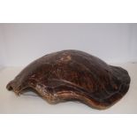 19th century giant turtle shell Length 85 cm