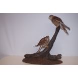 Pair of Taxidermy Hawkes (Kestral) Height 58 cm