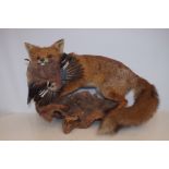 Taxidermy red fox with bird pray Approx. 60 cm wid