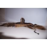 Fox Fur Stole + Foxes Silver Mounted Tail dated 19