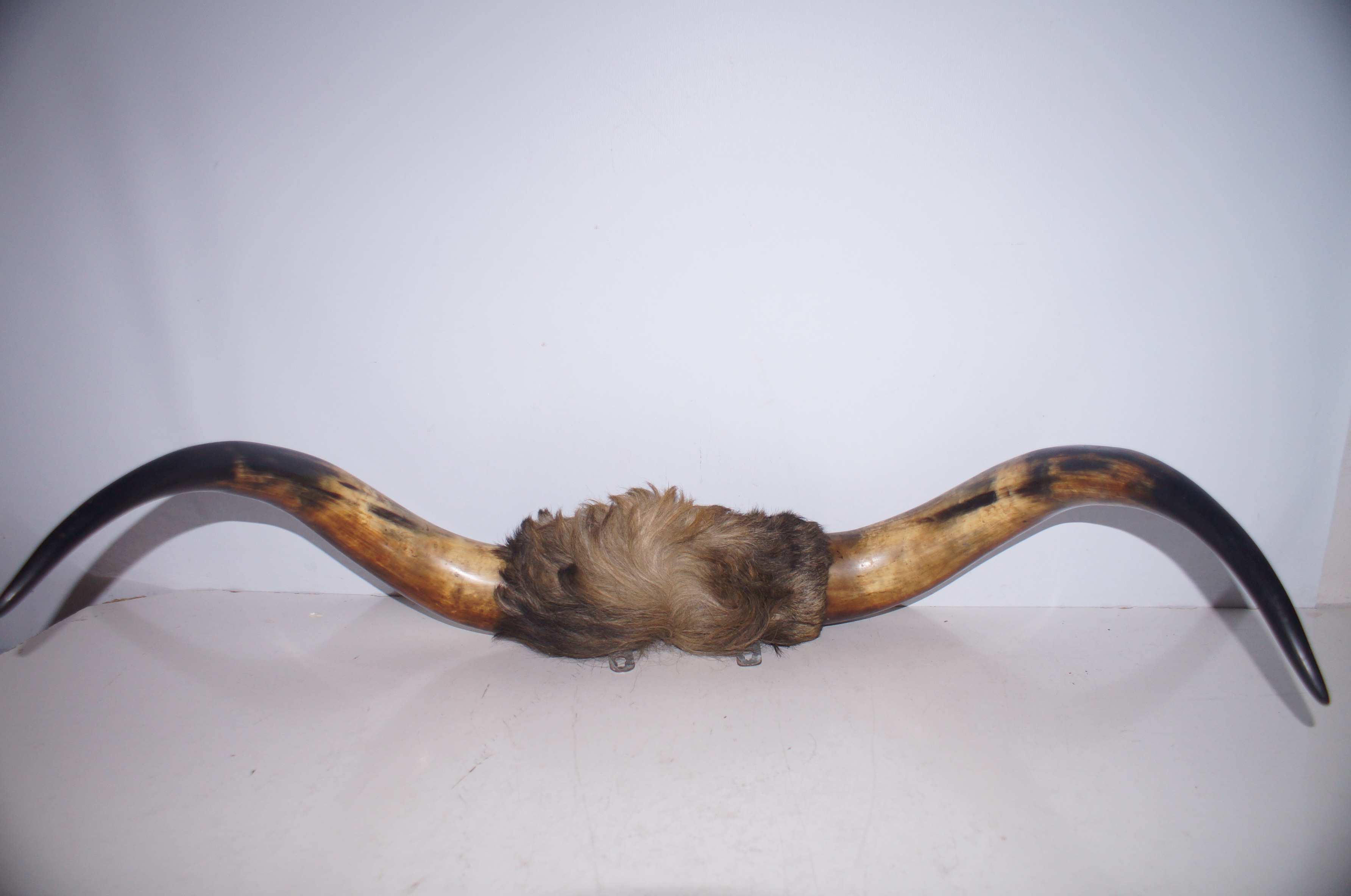 A pair of Buffalo horns, width -72cm