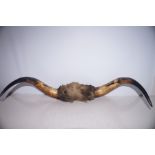 A pair of Buffalo horns, width -72cm