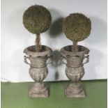 Two urns with imitation trees