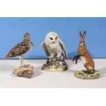 A Teviotdale snowy owl, hare and a taxidermy snipe