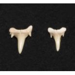 A pair of fossil shark teeth earrings