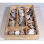 A tray of fossils