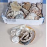 A quantity of assorted sea shells