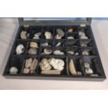 A tray of fossils