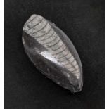 Small Orthocerus fossil brooch (400m years old)