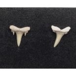 Pair of fossil shark's teeth earrings