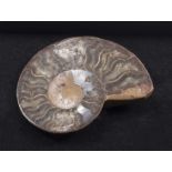 Ammonite fossil brooch