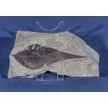 Fossil leaf with stand, 17cm x 9cm