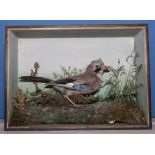 A taxidermy jay in case, 45cm x 33cm x 13cm