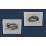 A pair of prints depicting fish size each 18.5cm x 28.5cm