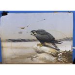 An unframed watercolour of a falcon perched on a rock
