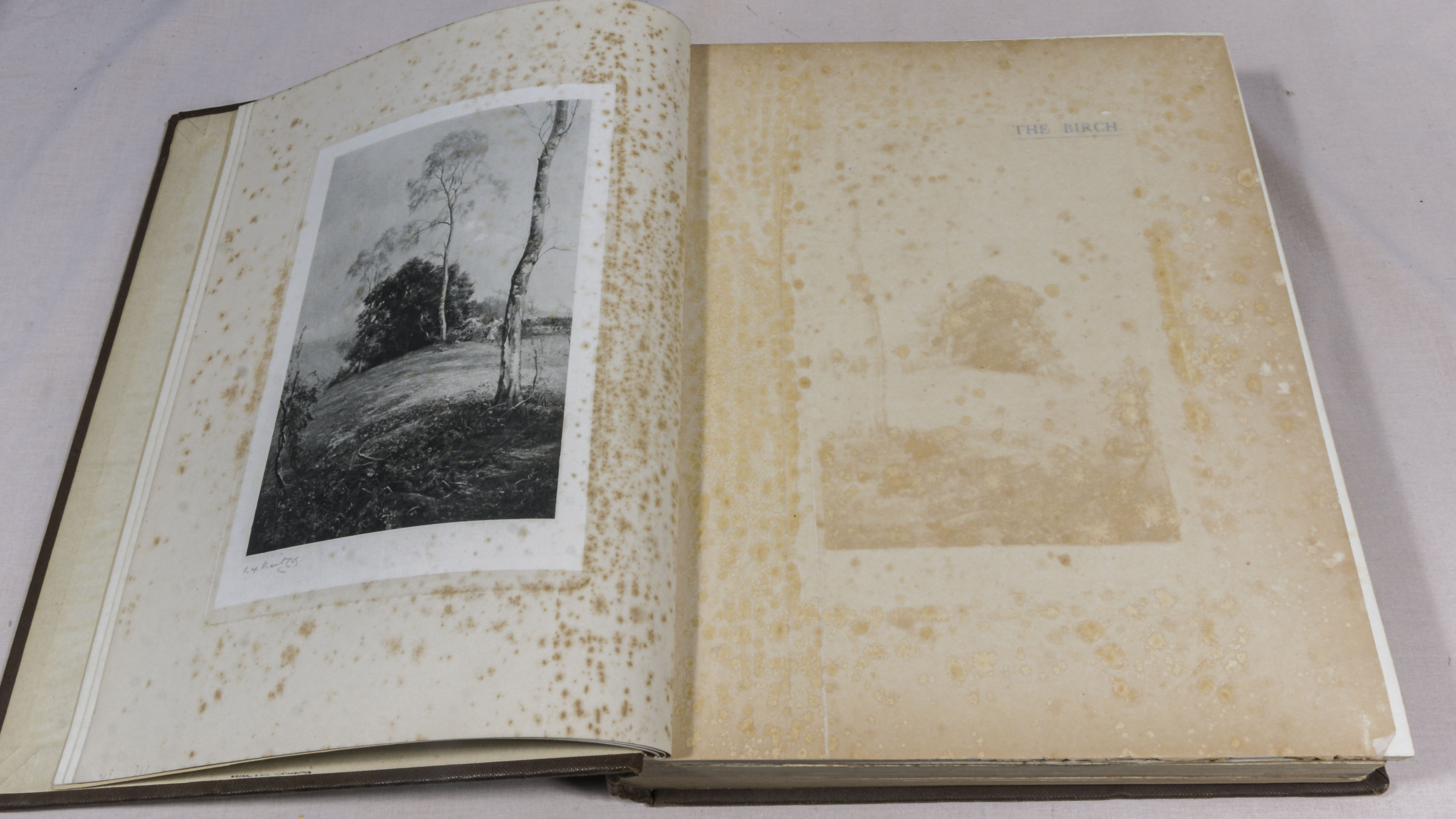 Rex Vicat Cole. 2 volumes, large thick quarto size, British Trees, drawn and described by Rex - Image 8 of 12