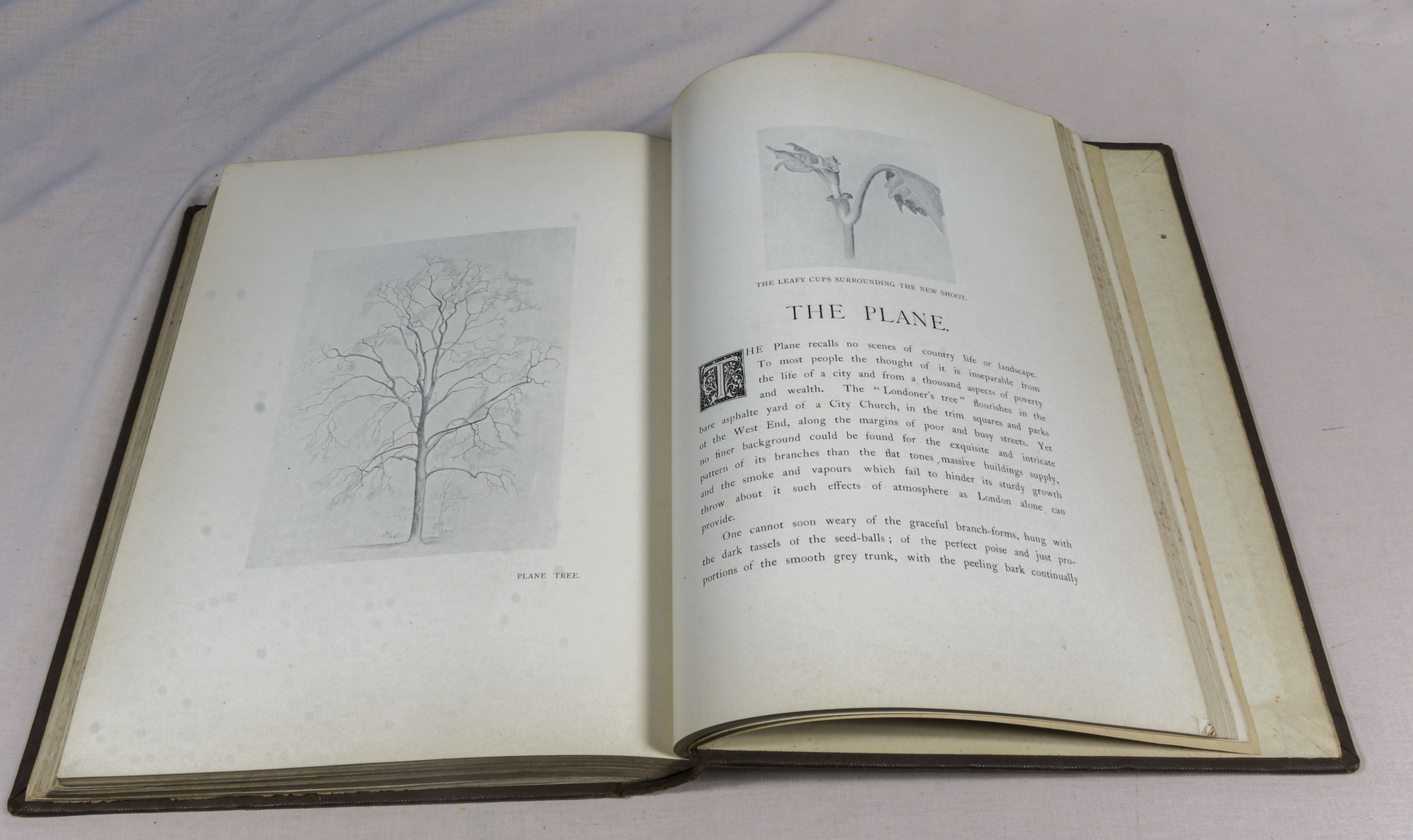 Rex Vicat Cole. 2 volumes, large thick quarto size, British Trees, drawn and described by Rex - Image 12 of 12