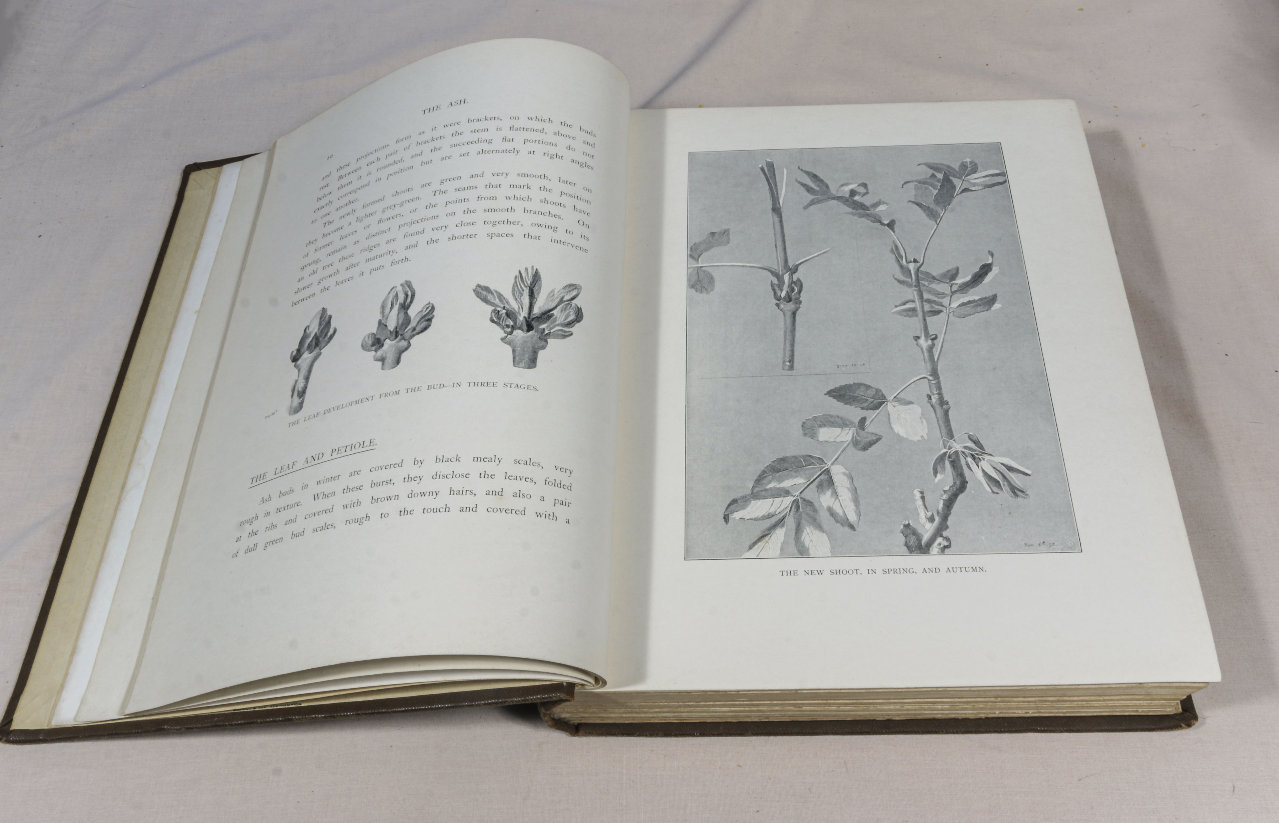 Rex Vicat Cole. 2 volumes, large thick quarto size, British Trees, drawn and described by Rex - Image 3 of 12