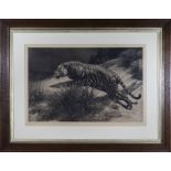 Herbert Dicksee, pencil signed fine art etching of a majestic tiger on a rocky outcrop, awaiting its