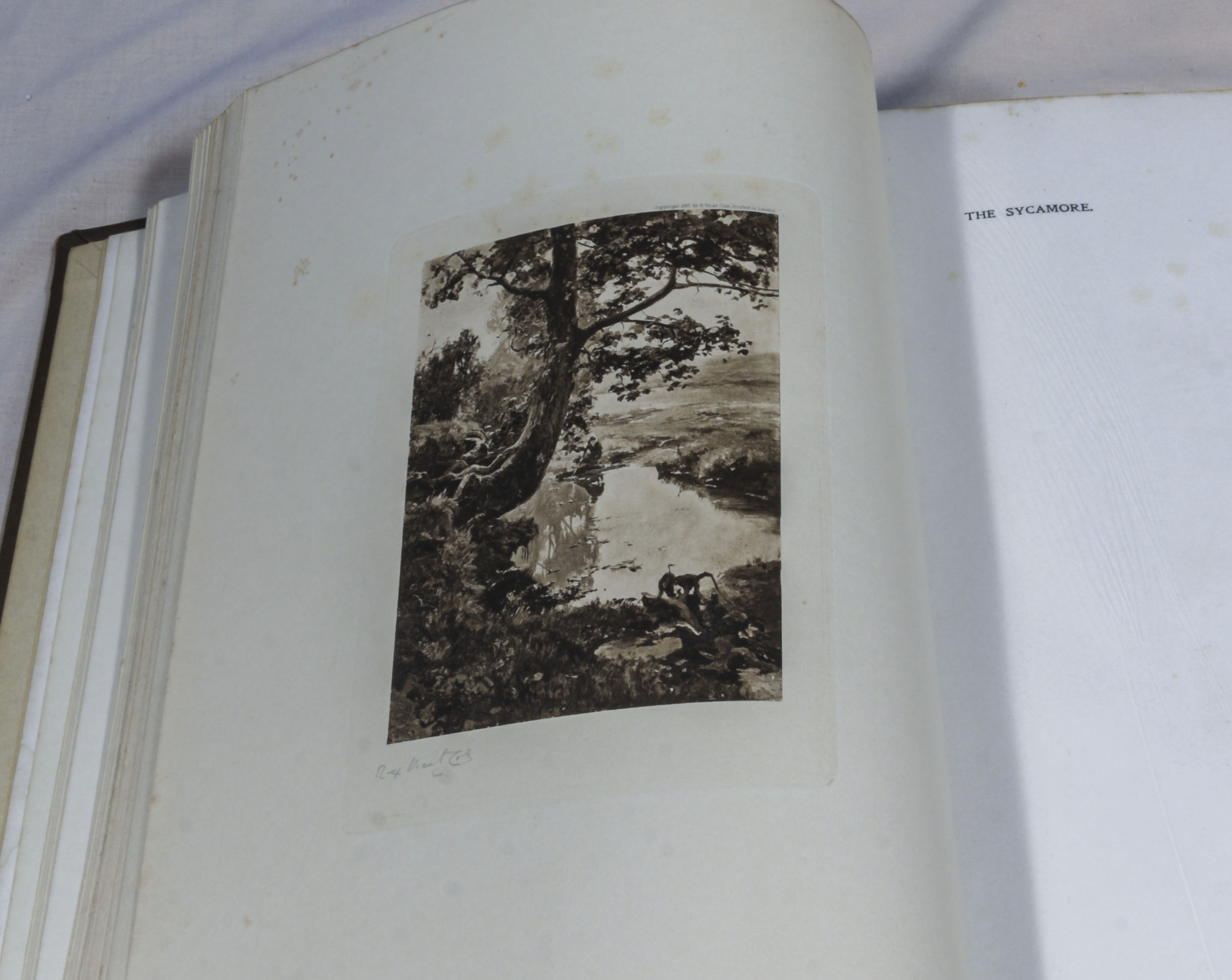Rex Vicat Cole. 2 volumes, large thick quarto size, British Trees, drawn and described by Rex - Image 4 of 12