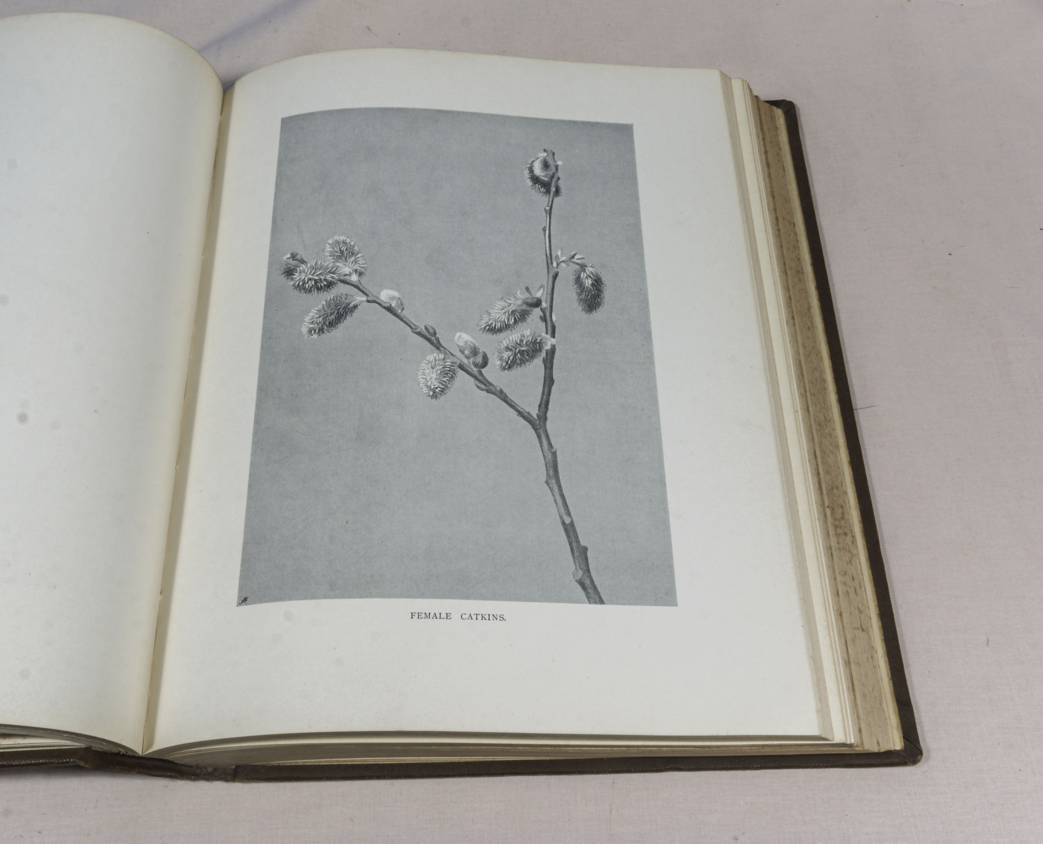 Rex Vicat Cole. 2 volumes, large thick quarto size, British Trees, drawn and described by Rex - Image 9 of 12
