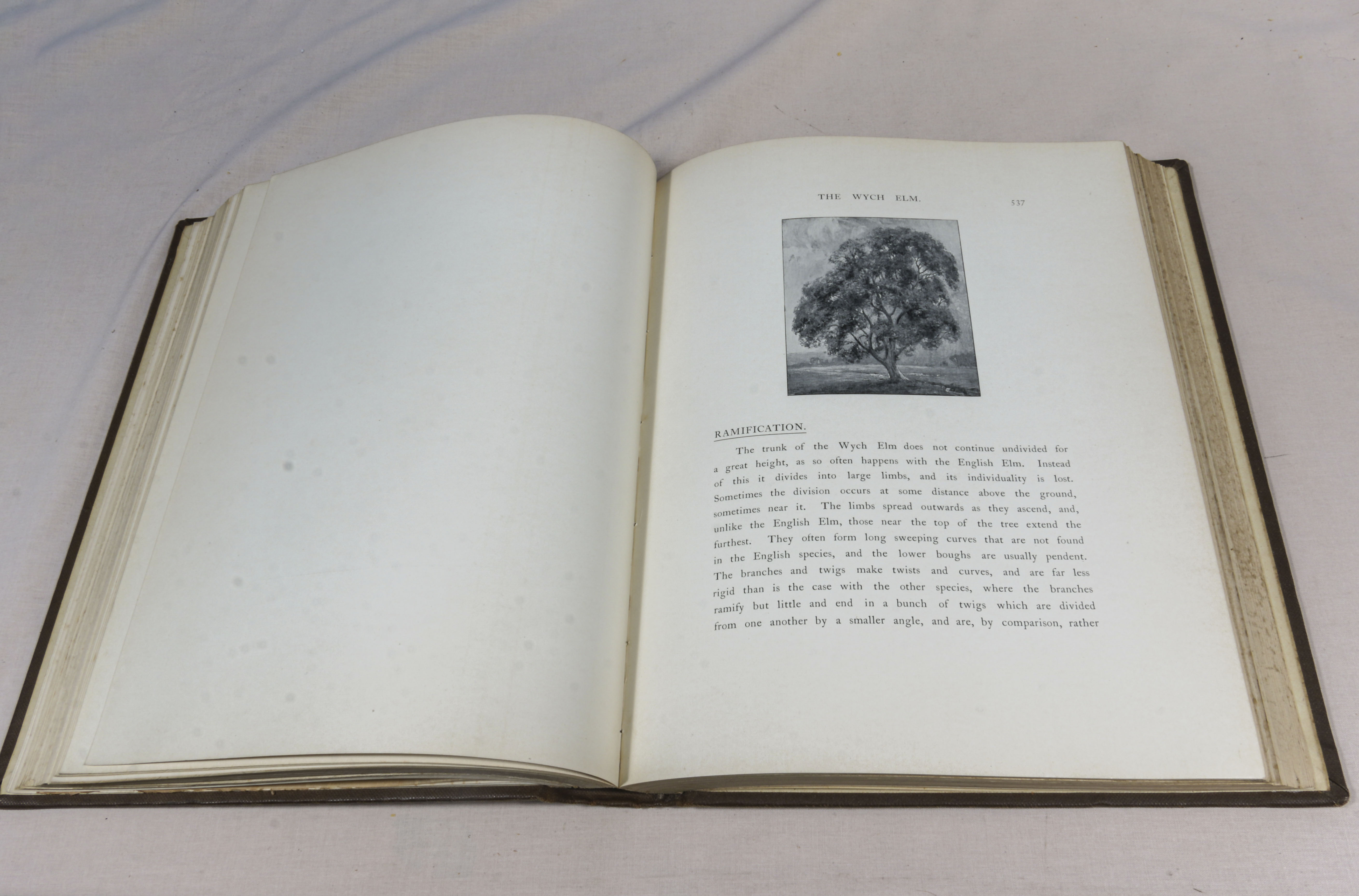 Rex Vicat Cole. 2 volumes, large thick quarto size, British Trees, drawn and described by Rex - Image 11 of 12