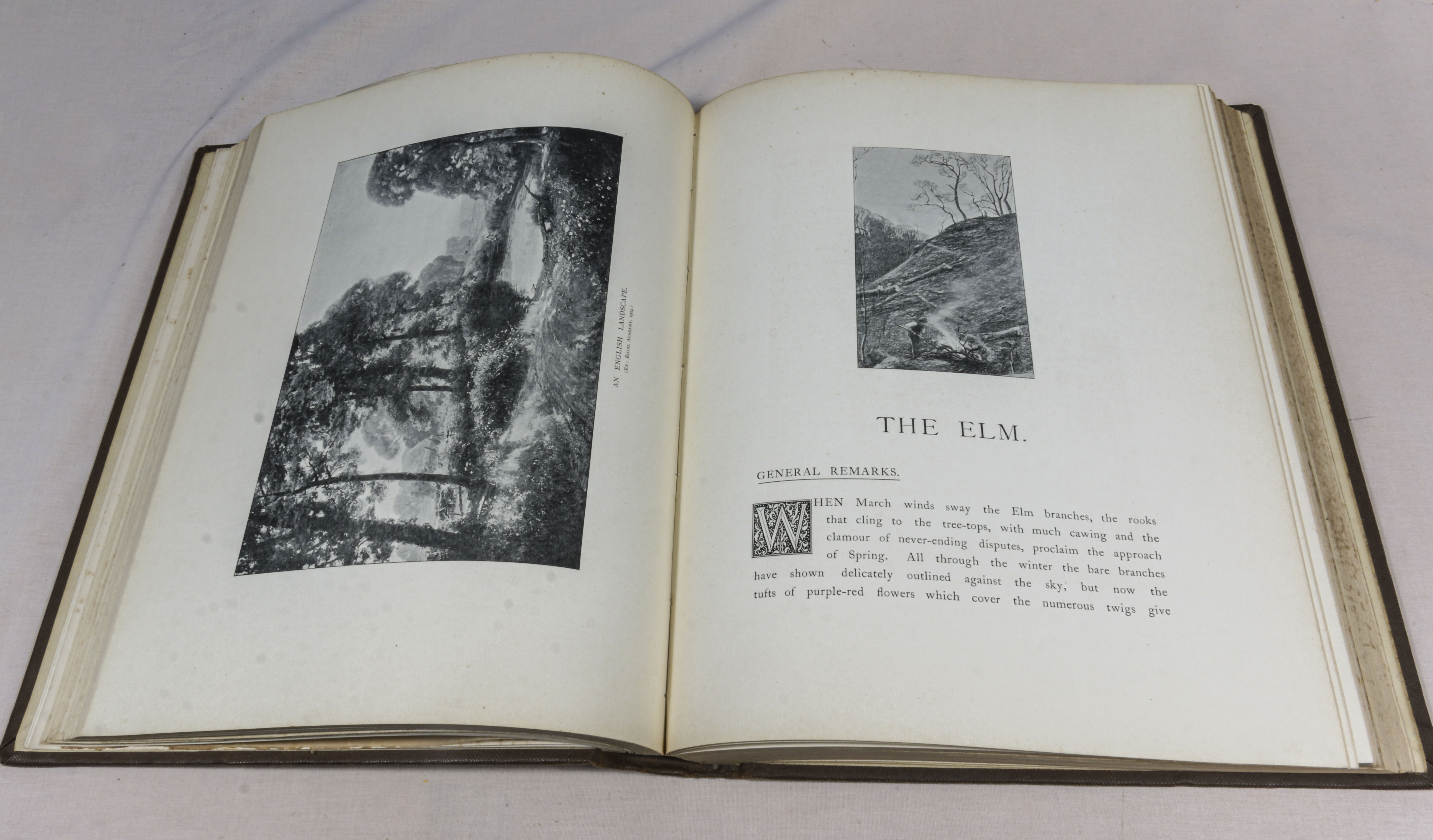 Rex Vicat Cole. 2 volumes, large thick quarto size, British Trees, drawn and described by Rex - Image 10 of 12