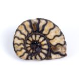 Fossil split Ammonite brooch