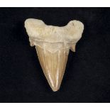 Fossil Otodus sharks tooth brooch