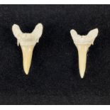 A pair of fossil sharks teeth earrings