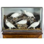 A Victorian cased taxidermy of five mounted Ptarmigan birds in winter plumage