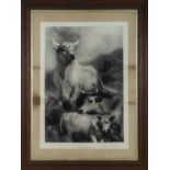 A large oak framed and glazed engraving titled 'Wild Cattle at Chillingham' from the original