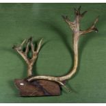 A vintage mounted antler