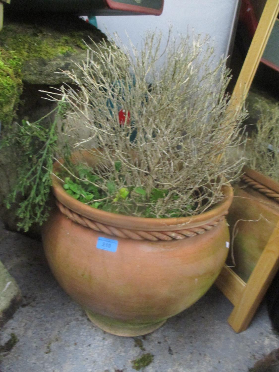 A terracotta garden planter having rope twist decoration