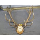 A set of deer antlers on an oak shield shaped plaque