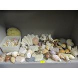 A quantity of sea shells, stones and coral