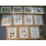 A selection of framed and glazed book plates depicting insects (11)