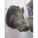 An early 20th century taxidermy boar's head on an oak plaque, signed Jan Chiegner