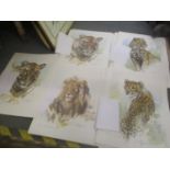 A comprehensive folio of approximately one hundred large cat limited edition prints by wildlife