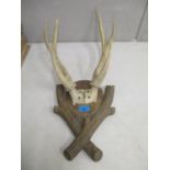 A pair of antler horns mounted on carved wooden Black Forest plaques