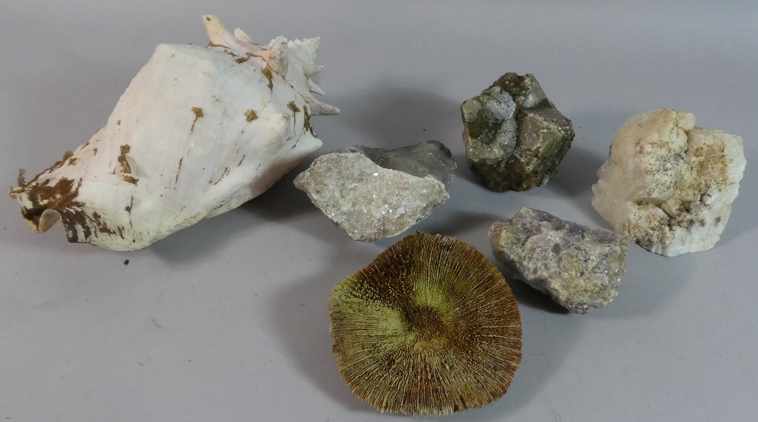 A Collection of Mineral Samples and Seashells