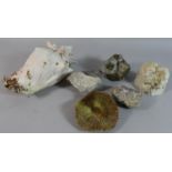 A Collection of Mineral Samples and Seashells